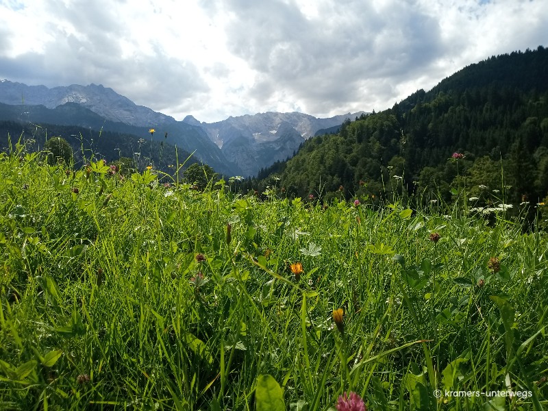 Sommerwiese in den Alpen