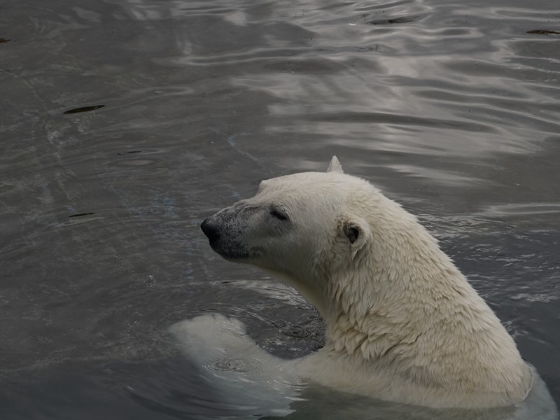 Polarbär (Eisbär) im Wasser