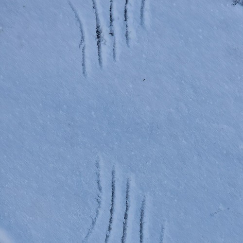 Spur eines Flügelschlages im Schnee