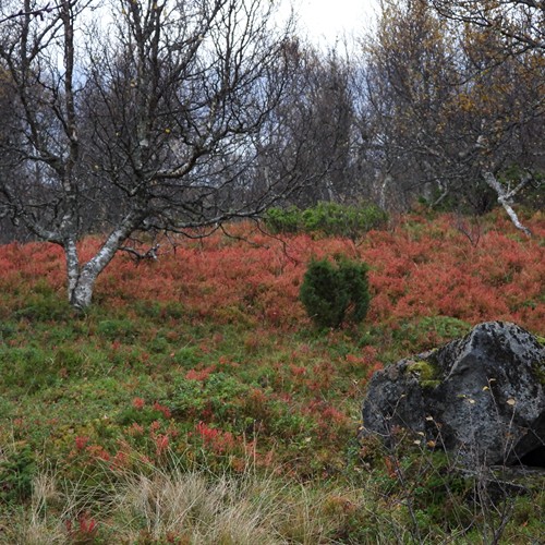 Tundra auf Hadseløya